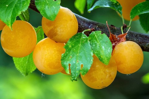 Mirabelle (Prunus domestica subsp. syriaca), fruit, Baden-Württemberg, Germany