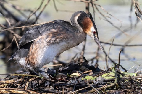 Great Crested Grebe (Podiceps Scalloped ribbonfish) at the nest, Emsland, Lower Saxony, Germany