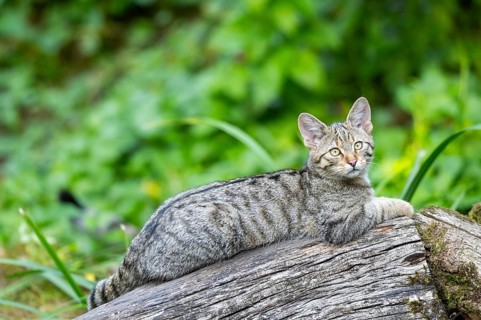 European wildcat (Felis silvestris silvestris) on an old tree trunk, Hesse, Germany