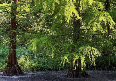 True bald cypresses (Taxodium distichum) in a dry bald cypress pond in midsummer, Rombergpark,