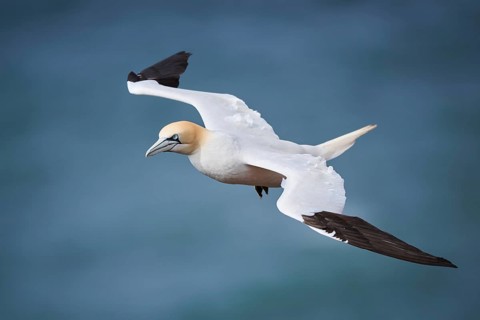Northern gannet (Morus bassanus) flying over the sea, wildlife, Helgoland, Germany