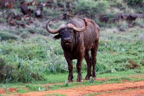 Cape buffalo (Syncerus caffer), adult, foraging, Mokala National Park, Northern Cape, South Africa
