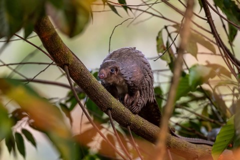 Pangolin climbing a tree, white-bellied pangolin (Phataginus tricuspis, Manis tricuspis), Western