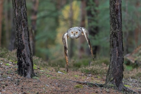 One Siberian Eagle Owl (Bubo bubo sibiricus) flying thru a forest
