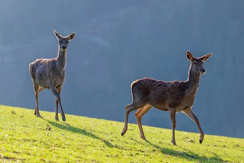 Two female red deer (Cervus elaphus) run in the morning backlit by the sun across a green meadow in