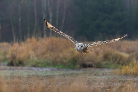 One Siberian Eagle Owl (Bubo bubo sibiricus) flying over tall reed grass lakeshore on an autumnal