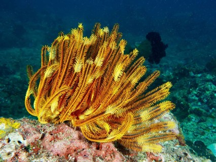 Bushy feather star (Comaster schlegelii) on an underwater coral reef, Pidada dive site,