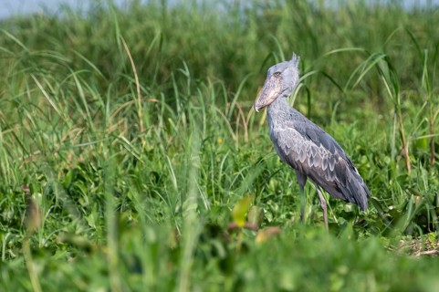 A shoebill (Balaeniceps rex) stands in the reeds at the mouth of the Victoria Nile, Murchison Falls