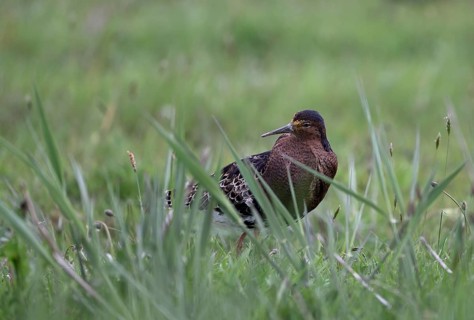 Ruff (Philomachus pugnax) in a meadow, Texel, North Holland, Netherlands