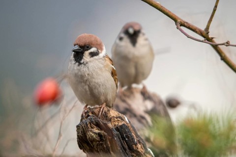 Tree Sparrow, Passer Montanus, Sparrow, Tree Sparrow, Birds, Passeri, Songbirds, Sparrow, Sparrow,