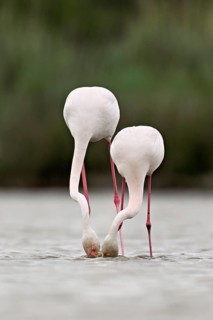 Two greater flamingos (Phoenicopterus roseus), standing in the water whilst foraging, Camargue