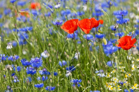 Cornflowers (Centaurea cyanus) and poppies (Papaver) blooming at the edge of a faded rape field