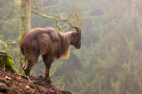 A male Himalayan Tahr (Hemitragus jemlahicus) stands in the forest on a foggy day