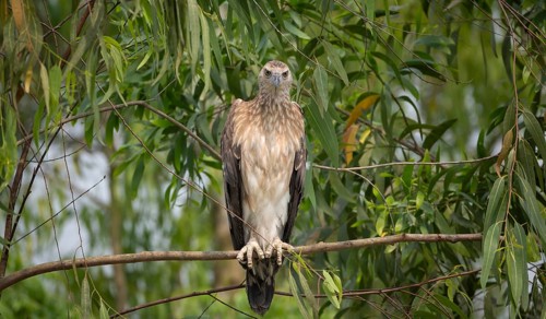 Grey-headed Fish Eagle (Icthyophaga ichthyaetus) perched on a tree branch, Sreepur, Gazipur,