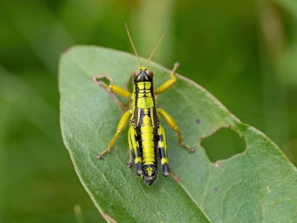 Green mountain grasshopper (Miramella alpina), Grasshopper, Green Mountain Grasshopper,