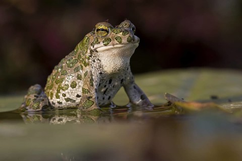 Green toad, Green toad, House toad, Variable toad, Village toad, Variegated toad, (Bufotes
