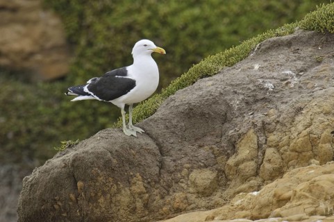 Kelp Gull (Larus dominicanus), New Zealand