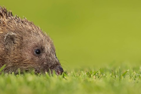 European hedgehog (Erinaceus europaeus) adult animal on a garden grass lawn in spring, England,