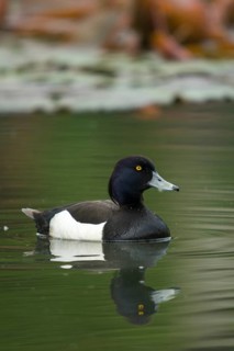 Aythya fuligula, heron duck, tufted duck, anatidae, birds, ducks, ducks, duck birds, high size,