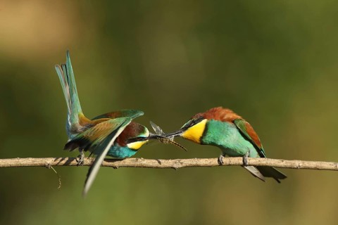 Two birds on a branch sharing an insect, a bee-eater (Merops apiaster) with a dragonfly in its