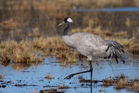 Common crane (Grus grus), Hornborga, Sweden