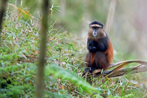 Golden monkey (Cercopithecus mitis kandti) in the bamboo forest, Virunga Volcanic Mountains, Parc