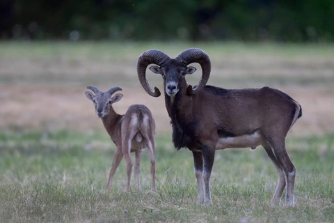 Mouflon, mouflon, Widder, Bitburg, Germany