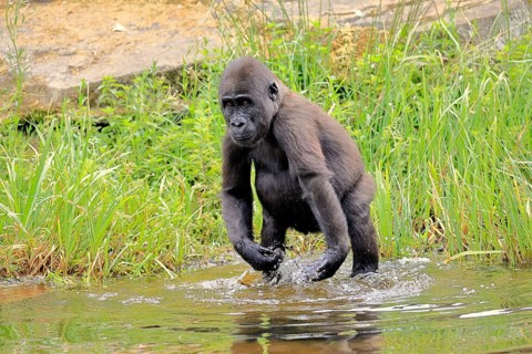 Western gorilla (Gorilla gorilla), young animal, at the water, splashing, playing, discovering