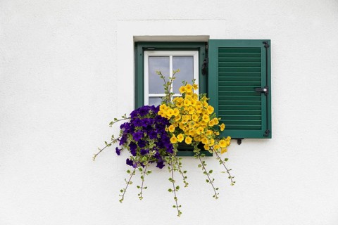 Lavishly blooming flowers on a window, Gössl, Grundlsee, Styria, Austria