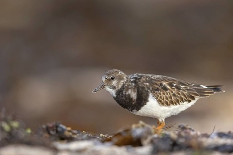 Turnstone, (Arenaria interpres), Animals, Birds, Snipe family, Heligoland, Schleswig-Holstein,