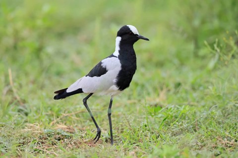 Black-headed Lapwing (Vanellus armatus), adult, foraging, Pilanesberg National Park, North West