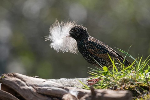 Starling, Sturnus vulgaris, birds, feather, nest building, passeri, songbirds, birds