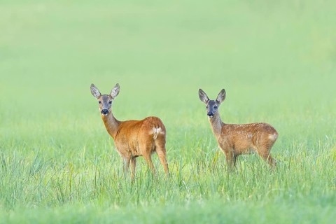 European roe deer (Capreolus capreolus), a doe with a fawn standing in a meadow, wildlife, morning