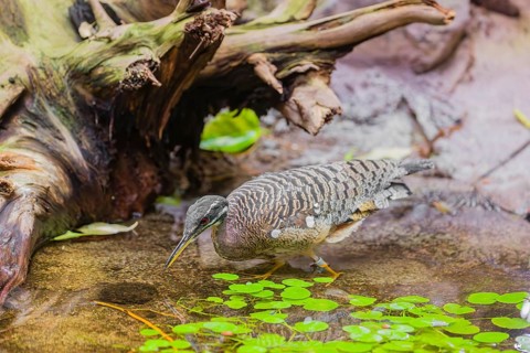A sunbittern (Eurypyga helias) walks through a shallow creek in a forest searching for food