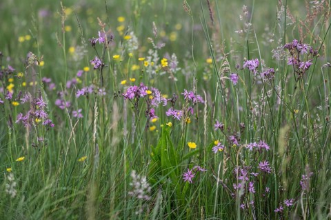 Cuckoo flower (Lychnis flos-cuculi), Emsland, Lower Saxony, Germany