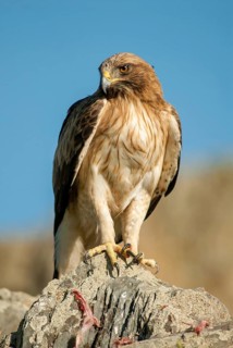 Accipitriformes, Booted Eagle, Hieraaetus Pennatus, Dwarf Eagle, Birds, Extremadura, Birds of Prey,
