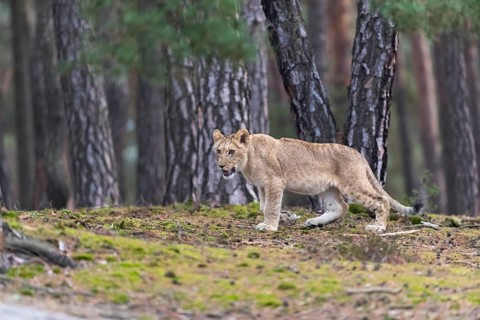 One female young lion (Panthera leo) running at a forest edge. Green vegetation in the background