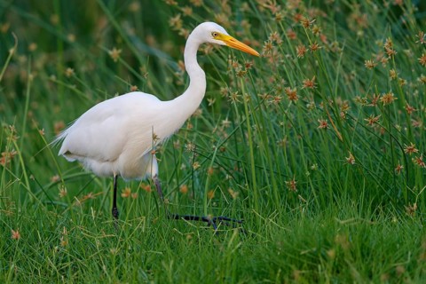 Asian Intermediate Egret, Intermediate Egret, Egretta intermedia, Mesophoyx intermedia, Aigrette