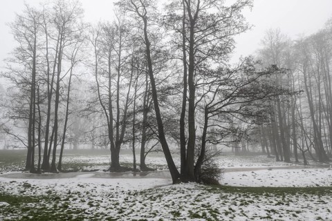 Black alder (Alnus glutinosa) in a misty floodplain landscape, Emsland, Lower Saxony, Germany