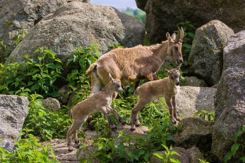 One adult female ibex (Capra ibex) and two of her babies standing on rocks