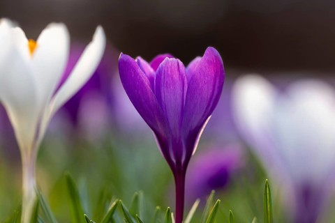Close-up of violet and white crocuses (Crocus sp.) blooming in flower garden in late winter, early