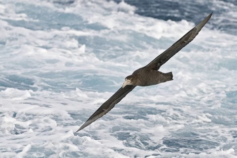 Southern Giant Petrel (Macronectes giganteus), Antarctica