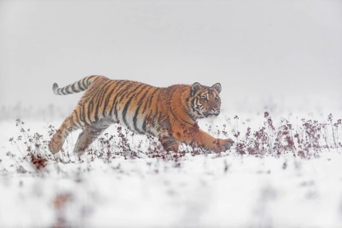 One young Siberian Tiger, Panthera tigris altaica, running over snowy meadow with dense fog in the