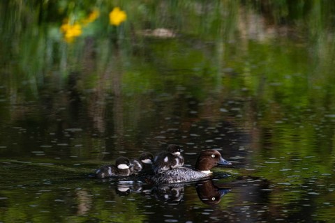 Common goldeneye (Bucephala clangula), female with three chicks swimming on a river, Sanginjoki