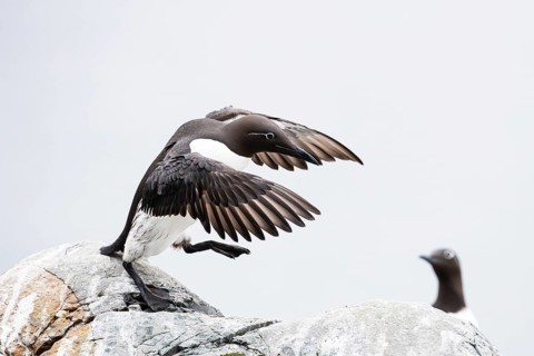 Guillemot (Uria aalge), adult bird walking with outstretched wings on stone slab, Hornøya Island,
