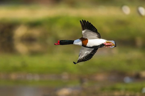Common Shelduck, Tadorna tadorna, bird in flight over winter marshes