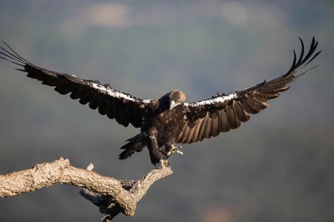 Iberian Eagle (Aquila adalberti), Spanish imperial eagle, Extremadura, Castilla La Mancha, Spain