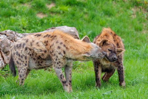 Two adult spotted hyenas (Crocuta crocuta), one male and one female, display courtship behavior
