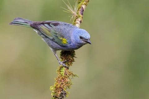 Golden-chevroned Tanager (Thraupis ornata) perched on a branch in the Atlantic rainforest of
