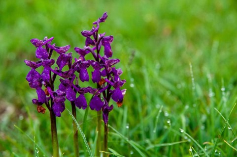 Small orchid, fool's cap, orchids, orchid family, orchis morio, salep orchid, satyrion, Sweden,